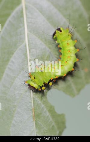 Indische Mondmotte oder indische Luna Moth (Actias selene), caterpillar | Indischer Mondspinner (Actias selene), Raupe Stockfoto