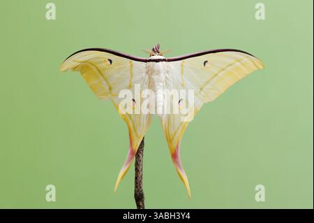 Indische Mondmotte oder indische Luna Motte (Actias selene), männlich | Indischer Mondspinner (Actias selene), Männchen Stockfoto