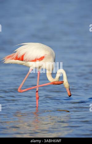 Greater Flamingo (Phoenicopterus roseus), Camargue, Provence, Frankreich | Rosaflamingo (Phoenicopterus roseus), Camargue, Provence, Südfrankreich Stockfoto