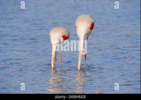 Greater Flamingo (Phoenicopterus roseus), Camargue, Provence, Frankreich | Rosaflamingo (Phoenicopterus roseus), Camargue, Provence, Südfrankreich Stockfoto