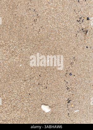Muscheln auf Sandstrand Hintergrund Texturen Stockfoto