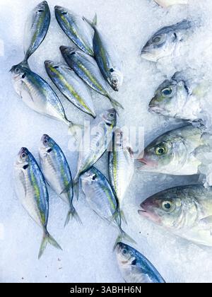Frische Meeresfrüchte auf zerstoßenem Eis, Nahaufnahme. Gefrorener roher Meeresfisch auf zerstoßenem Eisboden im Fischmarktschelfeis Stockfoto