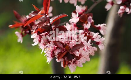 Wunderschöne blühende rosafarbene Blumen, Nahaufnahme der Blumendetails Stockfoto