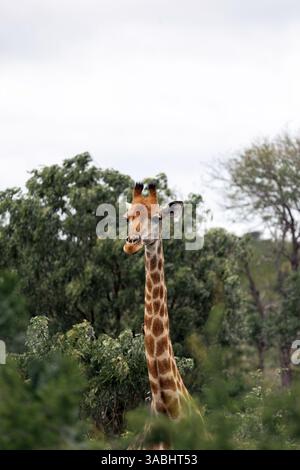 Giraffe Kopf und Hals, zwischen Büschen und Bäumen, afrikanischer Wald, düsterer Himmel. Südafrika, Safari. Niedliches Tier in der wilden Natur Stockfoto