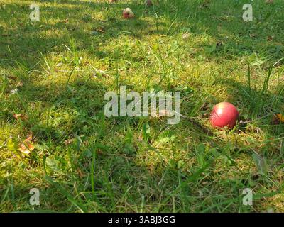 Ein roter Apfel auf grünem Gras Stockfoto
