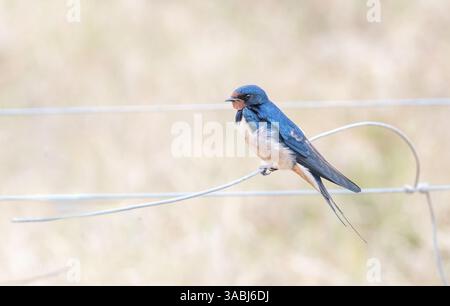 Scheunenschwalbe (Hirundo rustica) auf einem Drahtseil Stockfoto