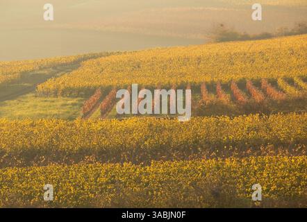Reben mit roten Blättern zwischen gelben Blättern an einem trüben Tag in einem deutschen Weinberg. Stockfoto