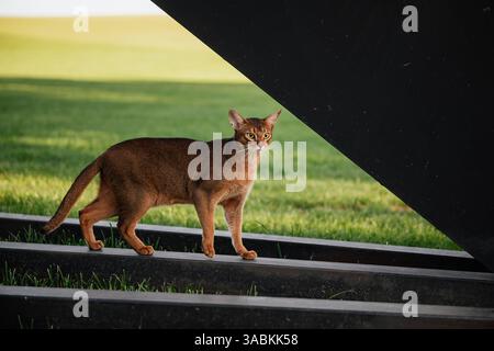 Abessinierkatze im Freien. Porträt einer braunen abessinierkatze, die auf einer Metallschiene läuft, riesiger Rasen im Hintergrund. Stockfoto