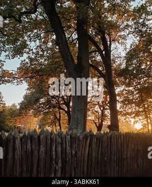 Herbstsonnenuntergang in Eichenrille. Sonnenlicht kommt von Orangenbäumen, die sich hinter dem verwitterten Zaun befinden. Stockfoto