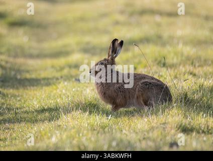Ein wilder Braunhase , der von der Abendsonne hervorgehoben wird , sitzt auf der Wiese der Bauern . Suffolk, Vereinigtes Königreich . Stockfoto
