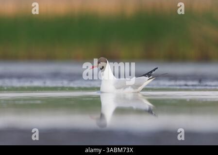 Schwarzkopfmöwe (Chroicocephalus ridibundus) schwimmt im Sommer in den Feuchtgebieten. Stockfoto