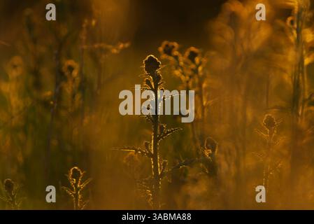 Disteln auf dem Feld im Sommer bei Sonnenaufgang. Stockfoto