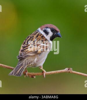 Eurasischer Baumpatzen (Passer montanus) sitzt im Sommer auf einem Ast im Garten. Stockfoto