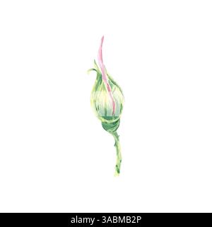 Bud wilde rosa Aquarellillustration isoliert auf weiß. Hagebuttenblüten handgezeichnete botanische Skizze. Hunderosenblüten für Etikett, Verpackung, flo Stockfoto