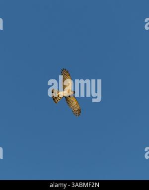 Eurasischer sparrowhawk (Accipiter nisus) fliegt im Sommer am blauen Himmel. Stockfoto