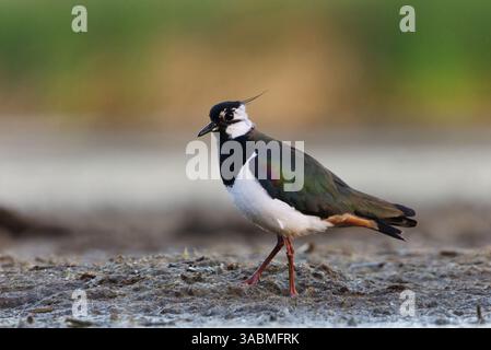 Nördliche Kiebitze (Vanellus vanellus) auf der Suche nach Nahrung in den Feuchtgebieten im Sommer. Stockfoto