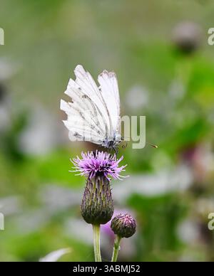 Großer Weißkohl, auch Kohl Schmetterling genannt, Kohl weiß, Kohl Motte, großer Kohl weiß (Pieris brassicae) auf einer lila Blume im Spätsommer. Stockfoto