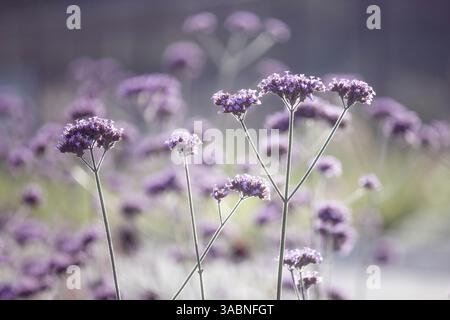 Die schönen, hell-violetten Blüten der Verbena bonariensis, auch bekannt als lila Top Eisenkraut oder hohe Eisenkraut, sanft von der Abendsonne hinterleuchtet. Stockfoto