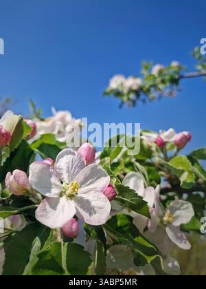 Blühende Apfelbaumknospen mit rosa Blüten und frischen grünen Blättern Stockfoto