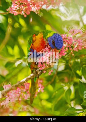Australischer Rainbow Lorikeet, der sich an einer Gruppe rosafarbener Blumen des einheimischen Korkholzbaums, Melicope rubra vor grünem Hintergrund ernährt Stockfoto