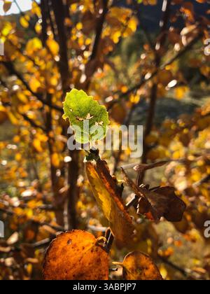 Grünes Blatt zwischen Gelb. Stockfoto