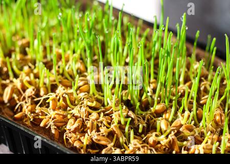 Frisches Weizen-Mikrogrün mit Tautropfen, die in einem schwarzen Kunststofftablett wachsen. Nahrhafte und gesunde Sprossen für den menschlichen Verzehr Stockfoto