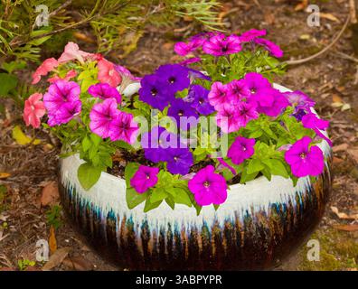Masse von hellroten, rosa und lila Blüten von Petuniua, einjährigen Arten, die in dekorativen braunen und weißen Behältern wachsen - in Australien Stockfoto