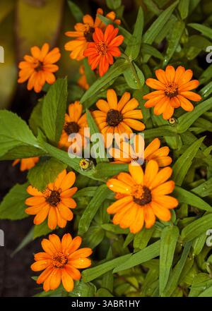 Cluster von mehrjährigen Zinnien, mit lebhaften orangen Blüten und hellgrünen Blättern, in Australien Stockfoto