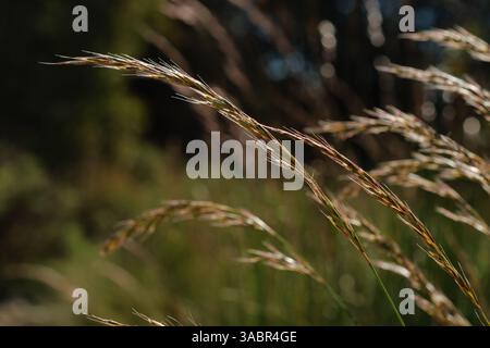 Unkrautspitzen, die im Wind mit Bokeh und direktem Sonnenlicht schweben, Alcoy, Spanien Stockfoto