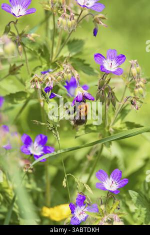 Blühende Waldkranesbill (Geranium sylvaticum) Wildblume mit einer bestäubenden Hummel auf einer sonnigen Sommerwiese Stockfoto
