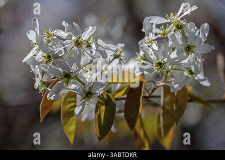 Blüte der Kupferbirne (Amelanchier lamarckii), auch bekannt als Johannisbeerbaum, Baden-Württemberg, Deutschland, Europa Stockfoto