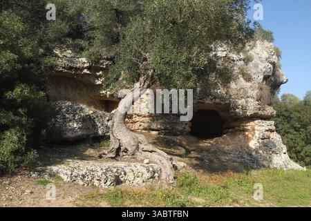 Olivenhain in Apulien, Italien. Alte, in Kalkstein gegrabene Schutzhütten. Stockfoto
