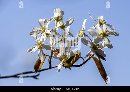 Blüte der Kupferbirne (Amelanchier lamarckii), auch bekannt als Johannisbeerbaum, Baden-Württemberg, Deutschland, Europa Stockfoto