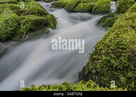 Klares Wasser fließt sanft über moosbedeckte Felsen, Perlbachtal bei Bogen, Niederbayern Stockfoto