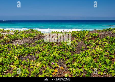 Makalawena Beach auf der Big Island von Hawaii. Stockfoto
