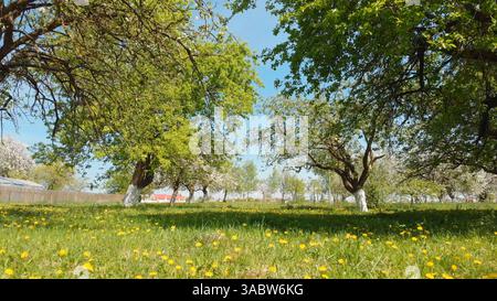 Üppiges grünes Gras und gelber Löwenzahn, der am sonnigen Frühlingstag unter blühenden Apfelbäumen im Obstgarten wächst Stockfoto