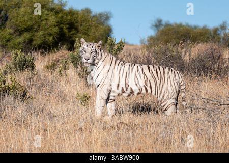 Weißer Tiger, der auf dem Hang steht, in kurzem, trockenem Gras Stockfoto