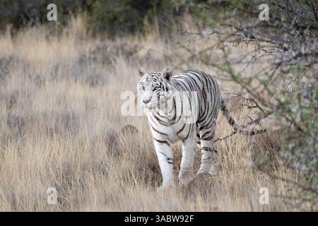 Seltener Weißer Tiger, der in trockenem Gras läuft Stockfoto