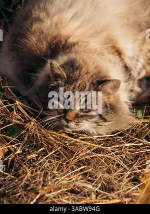 Flauschige Tabbykatze, die draußen auf trockenem Gras ruht und die Wärme der Sonne genießt. Gemütliche und entspannte Szene in einer natürlichen Umgebung. Stockfoto