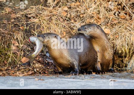 Flussotter mit Forelle auf dem gefrorenen See in SüdzentralAlaska. Stockfoto