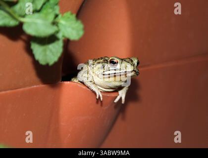 Eine Kröte, die in einem Blumentopf hängt Stockfoto