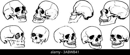 Sammlung von Schädelillustrationen in verschiedenen Winkeln Stock Vektor