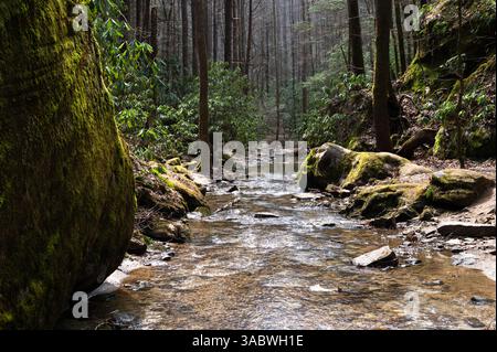 Felsen, die mit Moos bedeckt sind, säumen den Copperas Creek in der Kentucky Red River Gorge Stockfoto