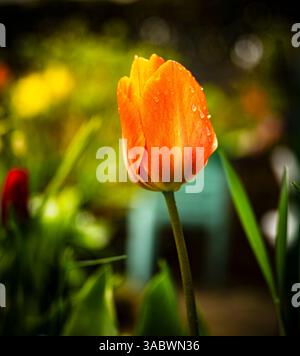 TULPEN IN MEINEM GARTEN Stockfoto
