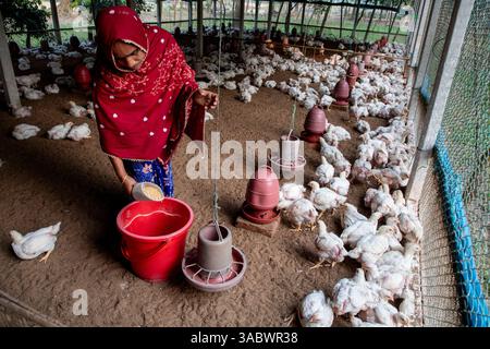 Eine Frau, die in ihrer Geflügelfarm in Valuka, Mymensingh, Bangladesch arbeitet. Stockfoto