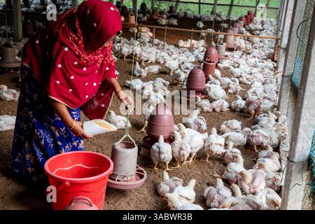 Eine Frau, die in ihrer Geflügelfarm in Valuka, Mymensingh, Bangladesch arbeitet. Stockfoto