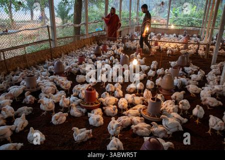 Eine Frau, die in ihrer Geflügelfarm in Valuka, Mymensingh, Bangladesch arbeitet. Stockfoto