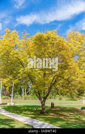 Jahreszeitwechsel am Lake Canobolas im Herbst bei Orange am Fuße des Mount Canobolas, im Zentralwesten von NSW, Australien. Stockfoto