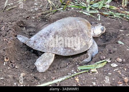 Eine Oliven-ridley-Meeresschildkröte (Lepidochelys olivacea), die im Ostional Wildlife Refuge in Costa Rica eine Eierkammer für das Legen von Eiern gräbt Stockfoto