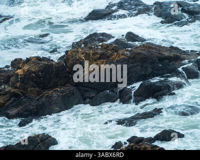 Gefährliche Brandung, wilde Wellen und Flut, die über Felsen krachen, hinterlassen Algen auf der Spitze, NSW Australien Stockfoto